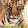 Animais Selvagens - Toca e Brilha