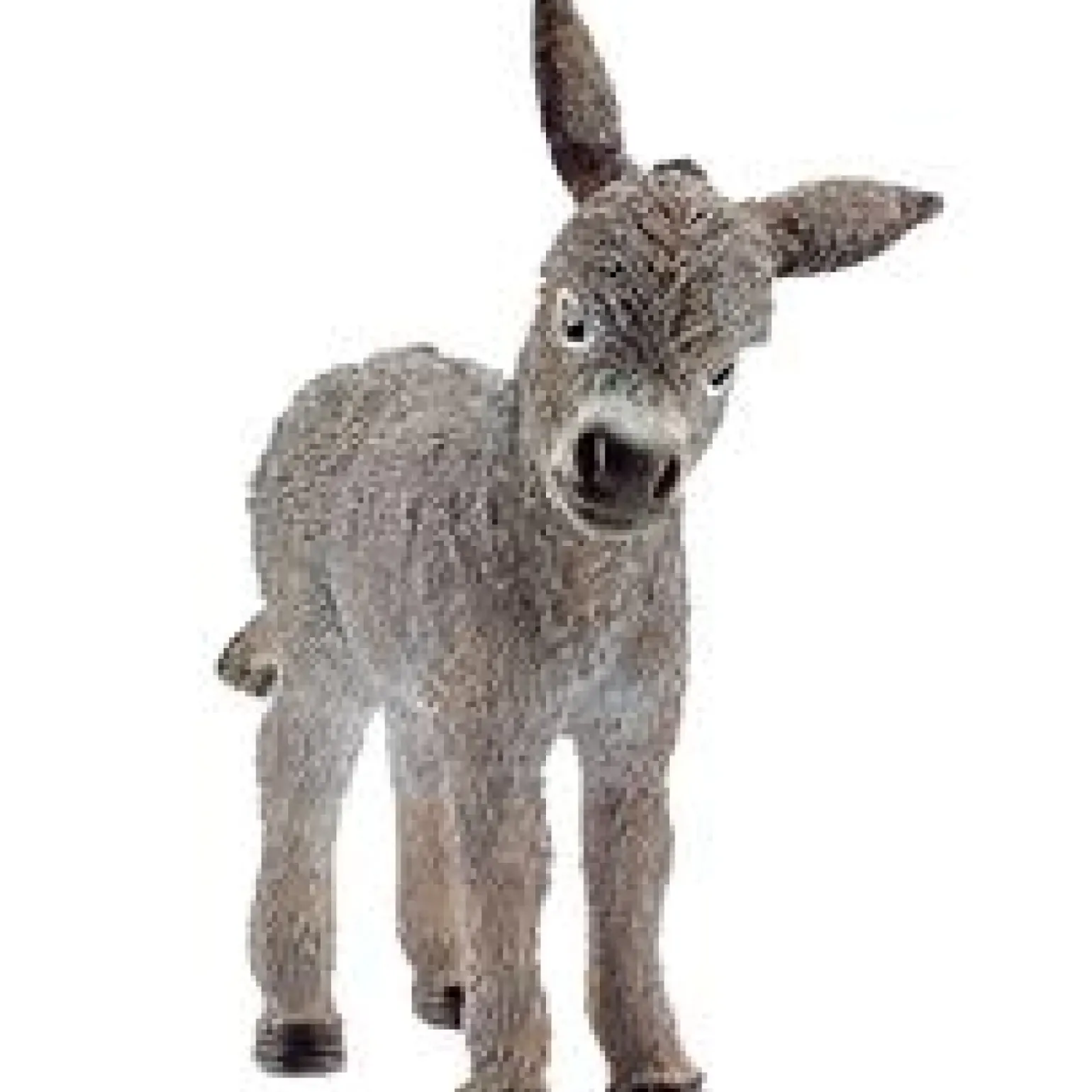 Burro