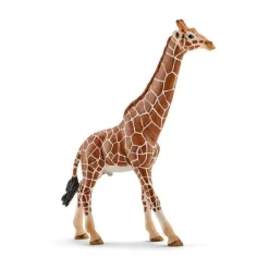 Girafa Macho
