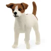 Jack Russell Terrier