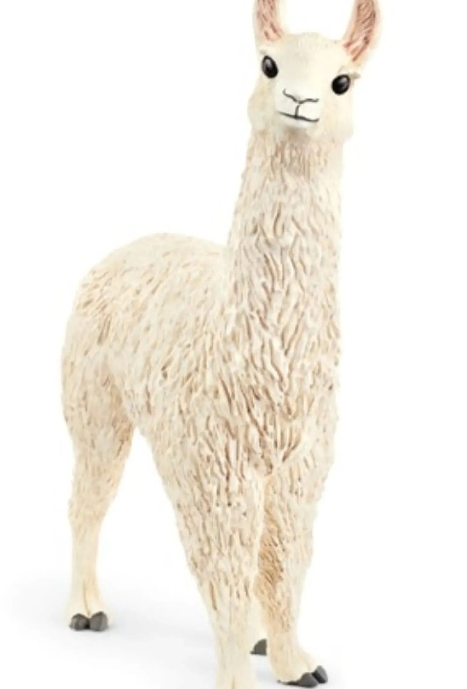 Lama